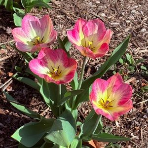 Meet your Posher, Alexandra